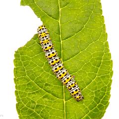 MYN Mullein Moth Caterpillar 2 